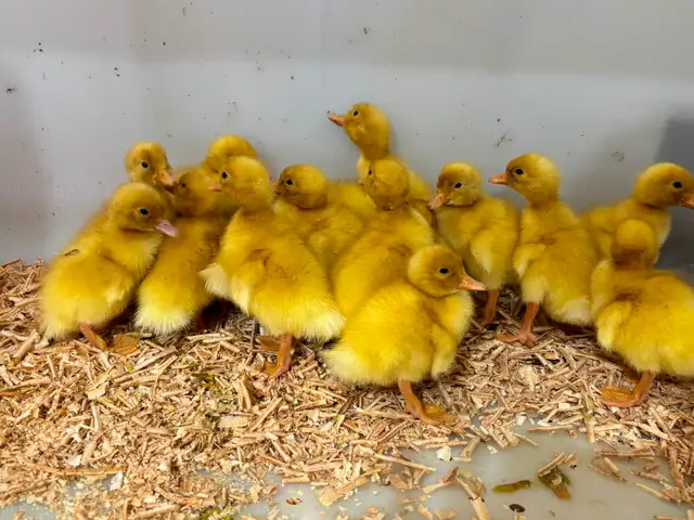 Jumbo Pekin ducklings - Photo 3