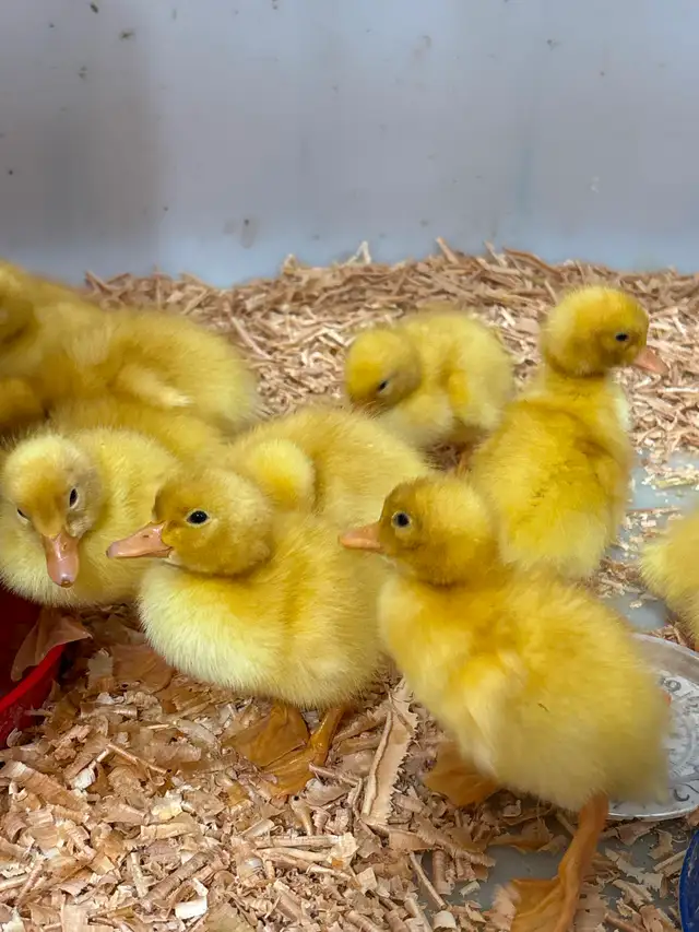 Jumbo Pekin ducklings - Photo 4