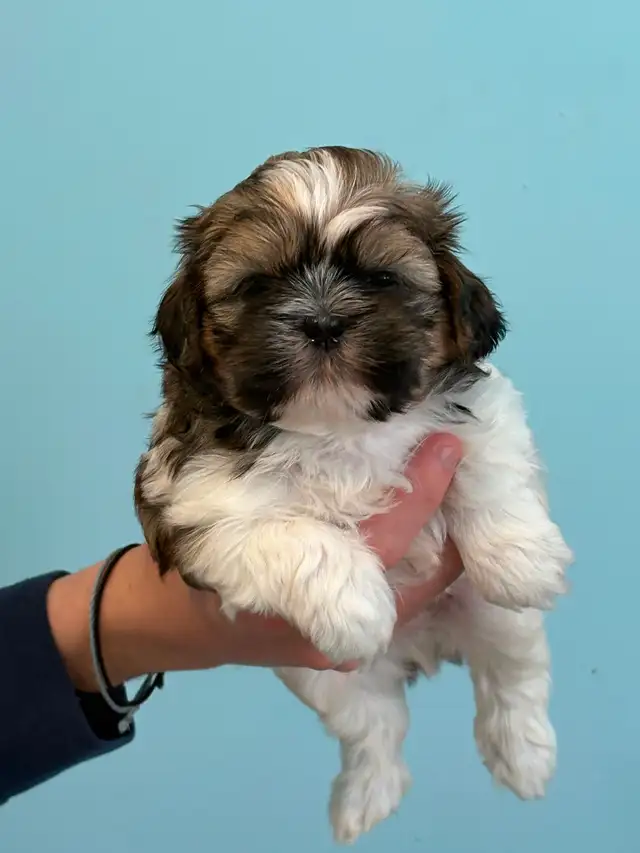Shih Tzu  puppies