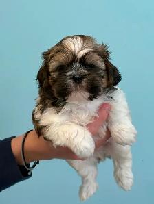 Shih Tzu  puppies