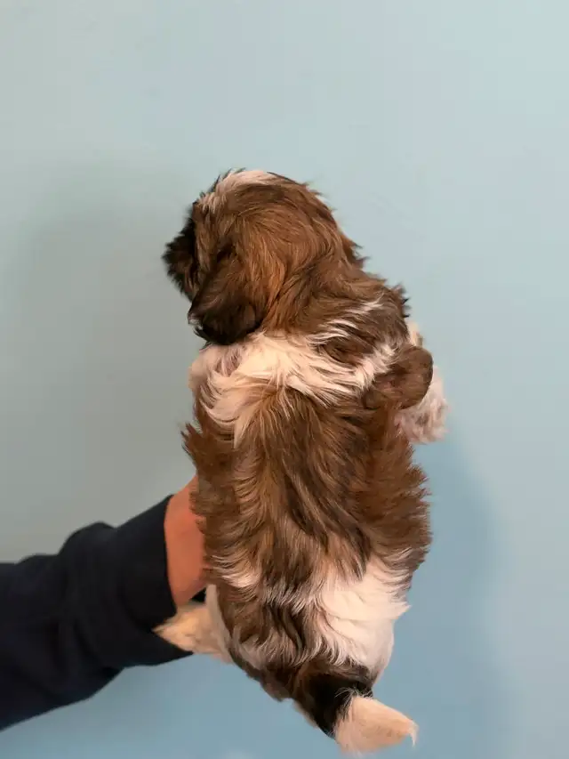 Shih Tzu  puppies - Photo 2