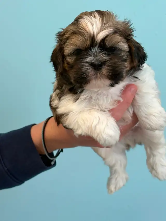 Shih Tzu  puppies - Photo 3