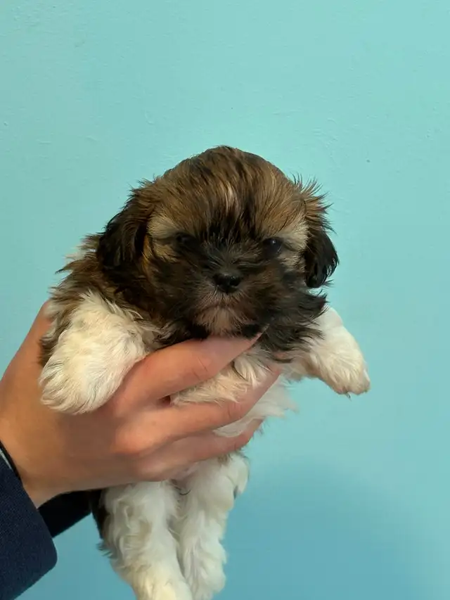 Shih Tzu  puppies - Photo 4