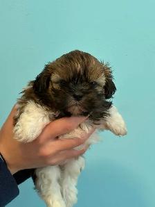 Shih Tzu  puppies - Photo 4