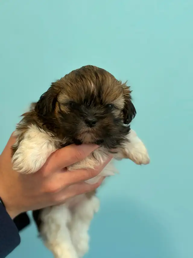 Shih Tzu  puppies - Photo 5