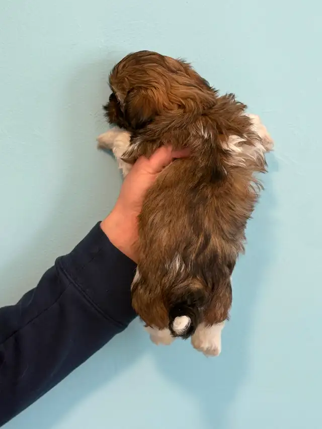 Shih Tzu  puppies - Photo 6