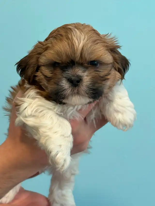 Shih Tzu  puppies - Photo 7