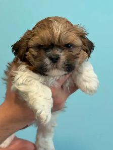 Shih Tzu  puppies - Photo 7