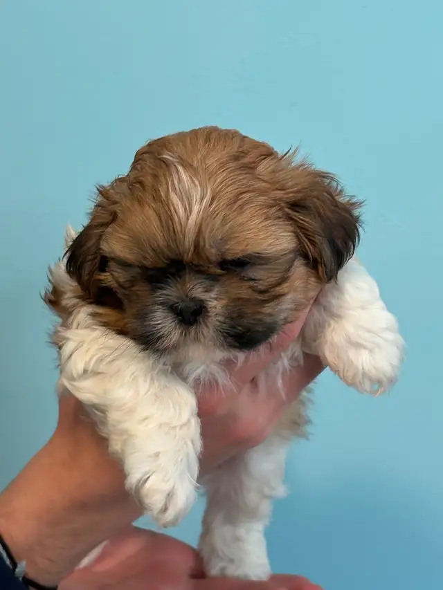 Shih Tzu  puppies - Photo 8
