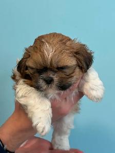 Shih Tzu  puppies - Photo 8
