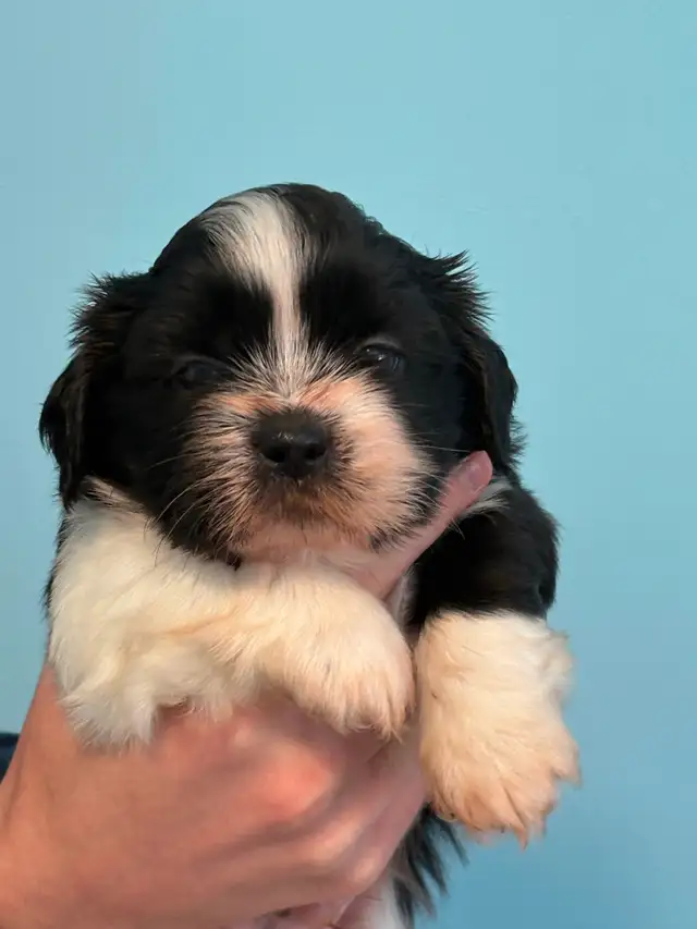 Shih Tzu  puppies - Photo 9