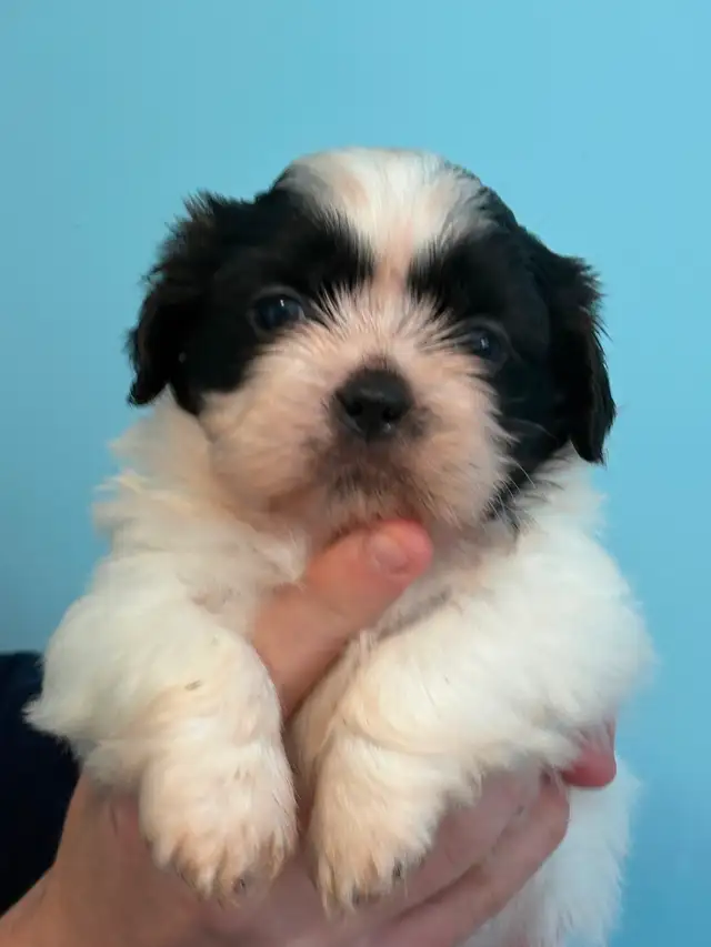 Shih Tzu  puppies - Photo 10