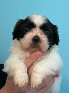 Shih Tzu  puppies - Photo 10