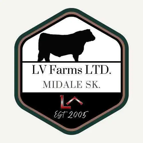 2 Year Old Black Angus Bulls