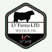 2 Year Old Black Angus Bulls