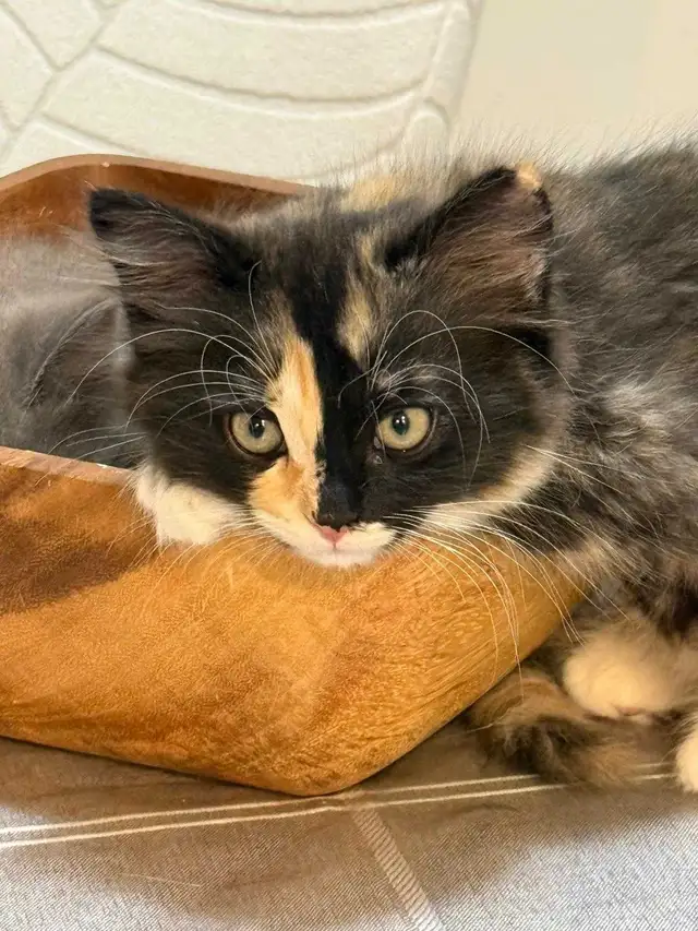 Persian X Ragdoll - Photo 2