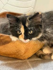 Persian X Ragdoll - Photo 2