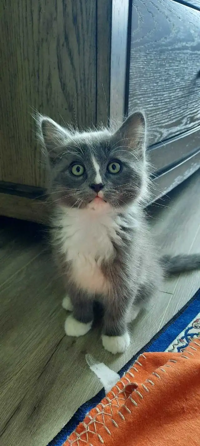 Persian X Ragdoll - Photo 3