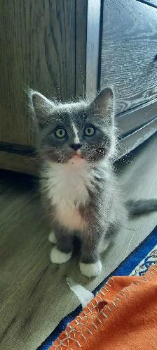 Persian X Ragdoll - Photo 3