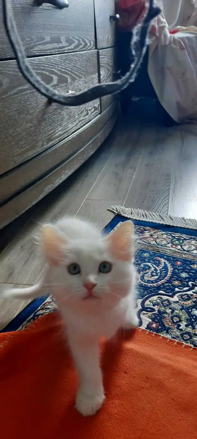 Persian X Ragdoll - Photo 4