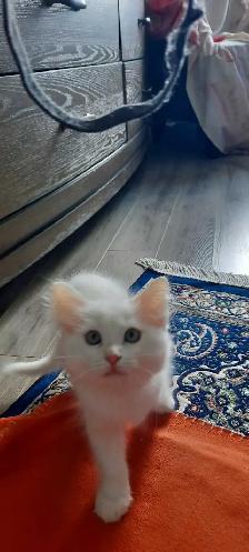 Persian X Ragdoll - Photo 4