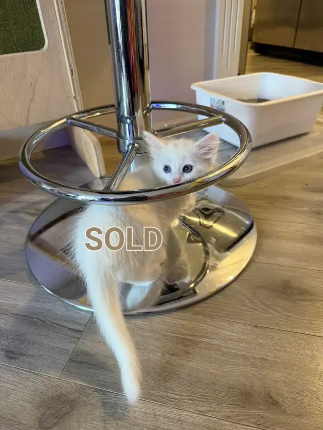 Persian X Ragdoll - Photo 5