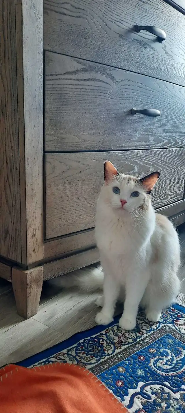 Persian X Ragdoll - Photo 6