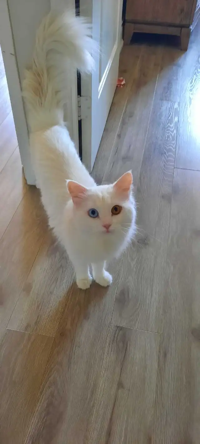 Persian X Ragdoll - Photo 7