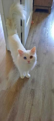 Persian X Ragdoll - Photo 7
