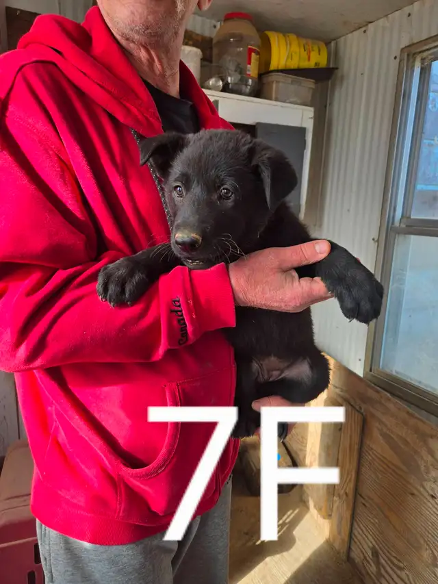 REGISTERED GERMAN SHEPHERD