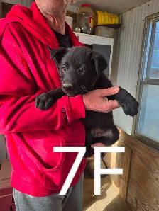 REGISTERED GERMAN SHEPHERD