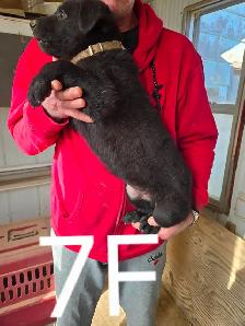REGISTERED GERMAN SHEPHERD - Photo 2
