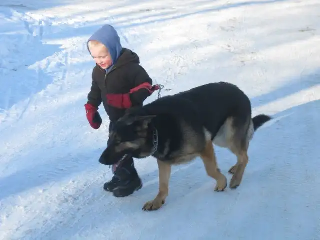 REGISTERED GERMAN SHEPHERD - Photo 3