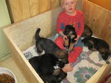 REGISTERED GERMAN SHEPHERD - Photo 5