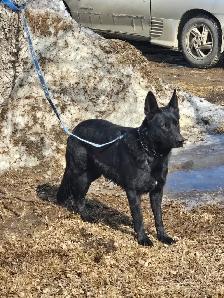 REGISTERED GERMAN SHEPHERD - Photo 9
