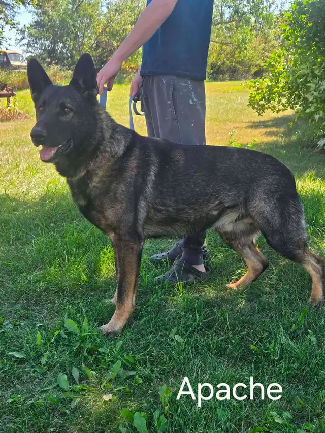 REGISTERED GERMAN SHEPHERD - Photo 10
