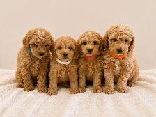 maltipoo puppies chiots (Maltese x poodle)