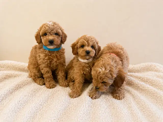 maltipoo puppies chiots (Maltese x poodle) - Photo 3