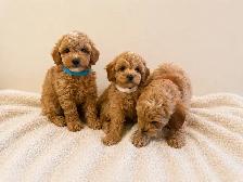 maltipoo puppies chiots (Maltese x poodle) - Photo 3