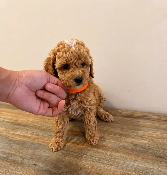 maltipoo puppies chiots (Maltese x poodle) - Photo 4