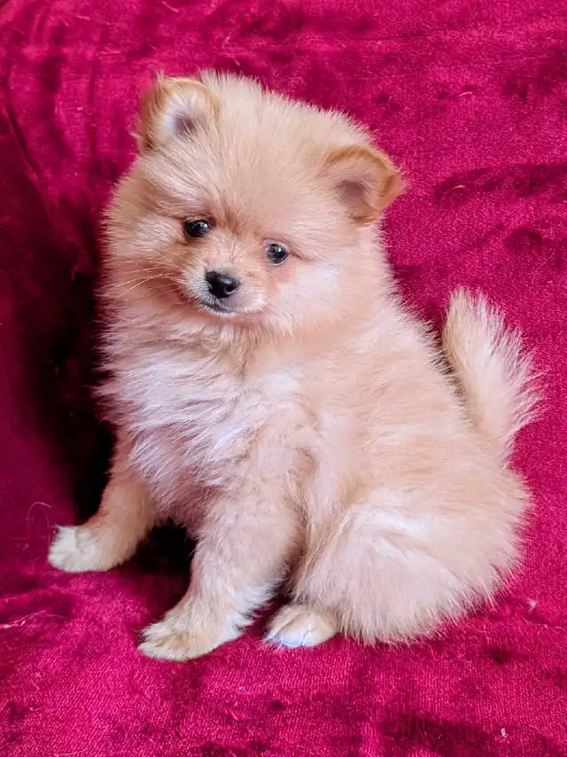 pommerian purebred ❤️579-366-2929❤️ - Photo 2