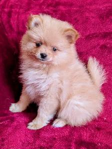 pommerian purebred ❤️579-366-2929❤️ - Photo 2