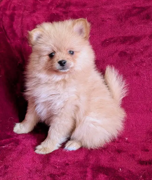 pommerian purebred ❤️579-366-2929❤️ - Photo 3