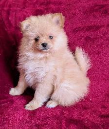 pommerian purebred ❤️579-366-2929❤️ - Photo 3