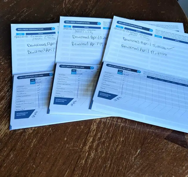 pommerian purebred ❤️579-366-2929❤️ - Photo 4