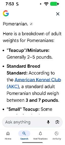 pommerian purebred ❤️579-366-2929❤️ - Photo 7