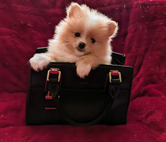 pommerian purebred ❤️579-366-2929❤️ - Photo 8