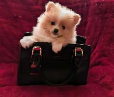 pommerian purebred ❤️579-366-2929❤️ - Photo 8
