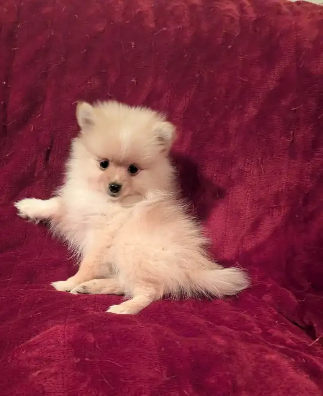 pommerian purebred ❤️579-366-2929❤️ - Photo 9