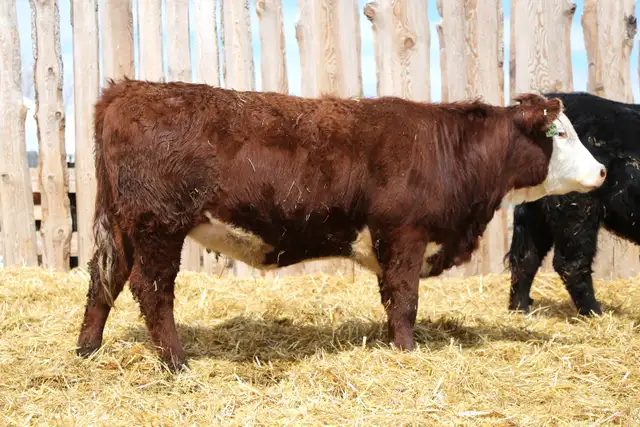 Replacement Heifers For Sale